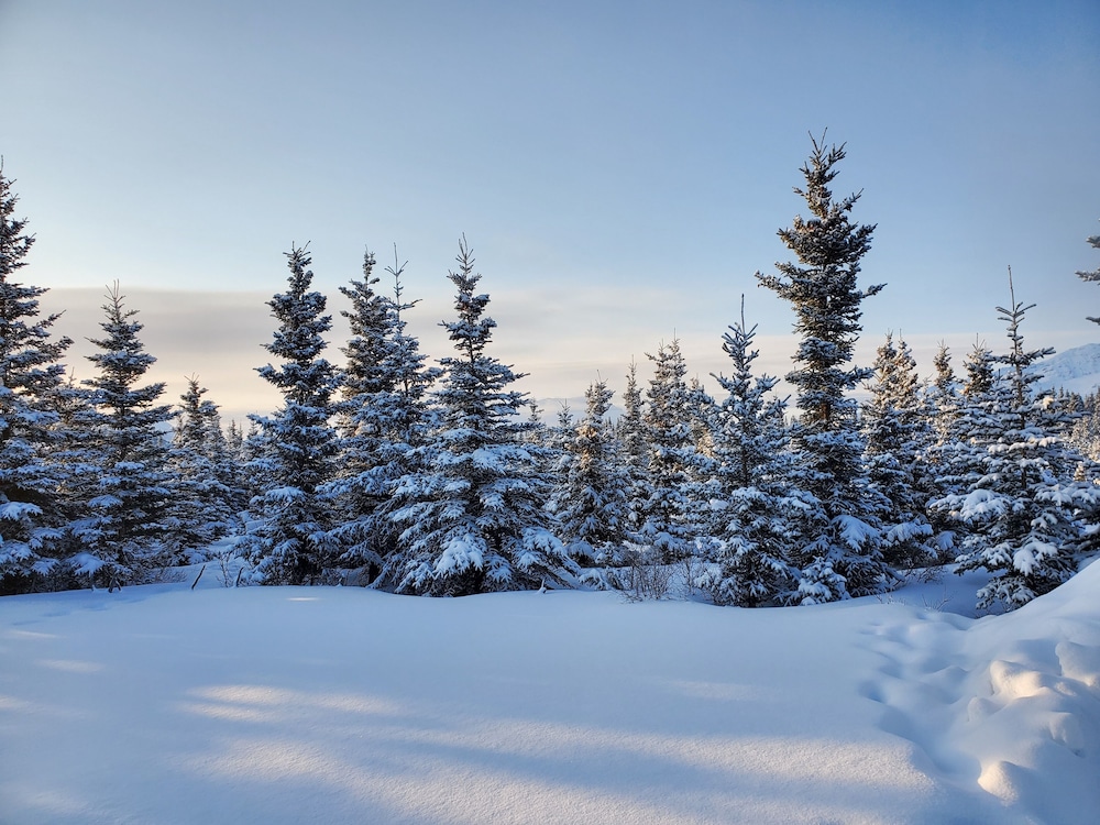 DENALI'S ALASKAN SPRUCE CABINS