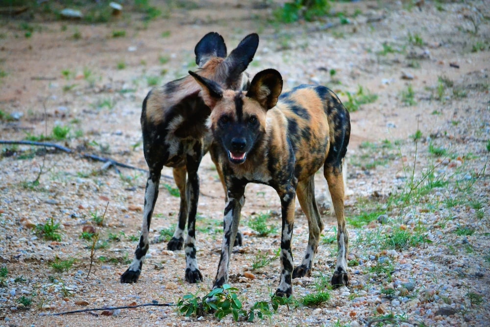 Nyati Safari Lodge