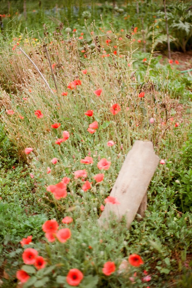 Agroturismo Son Viscos Valldemossa