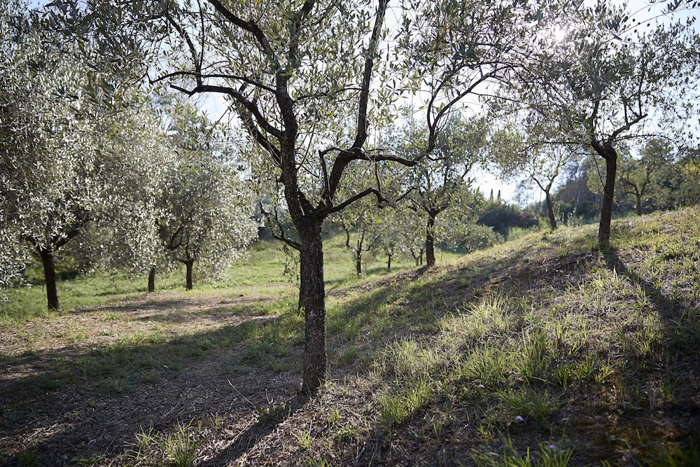 Villa Pacini - Just 1,8 km Outside Lucca Wall - Pool view 5