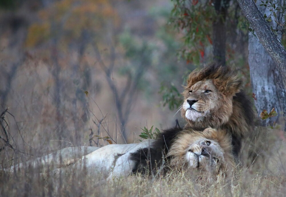 Makweti Safari Lodge