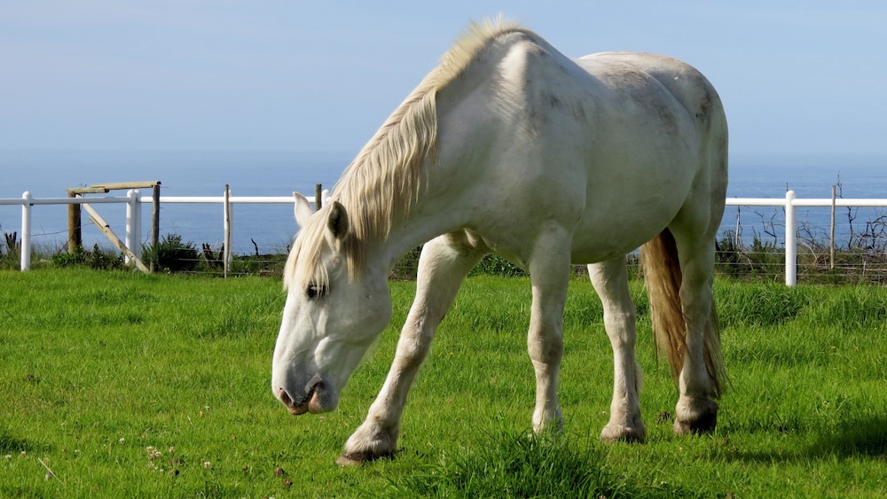 T'Niqua Stable Inn