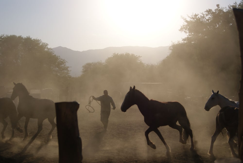 La Vaca Tranquila