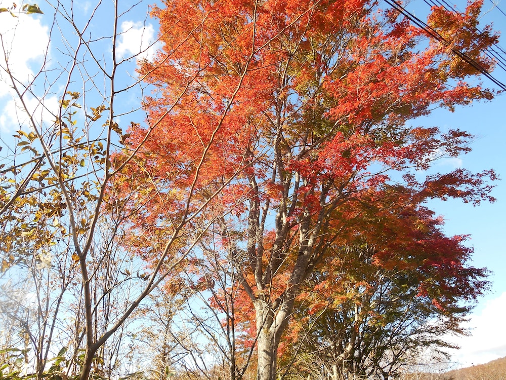 kinugawaonsen Fukumatsu