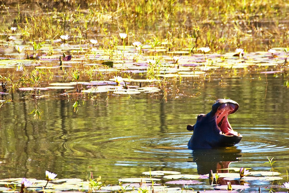 Kololo Game Reserve