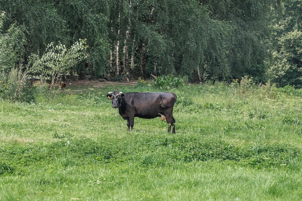 VILANOVKA