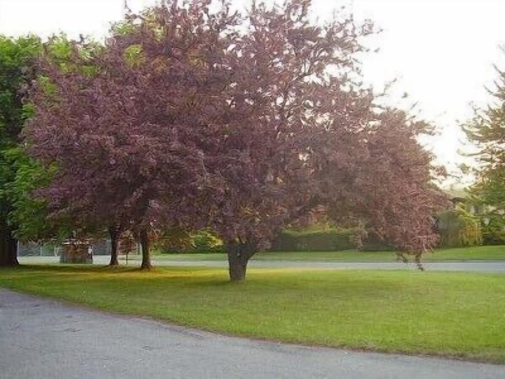 Niagara-on-the-Lake Furnished Rentals view 4