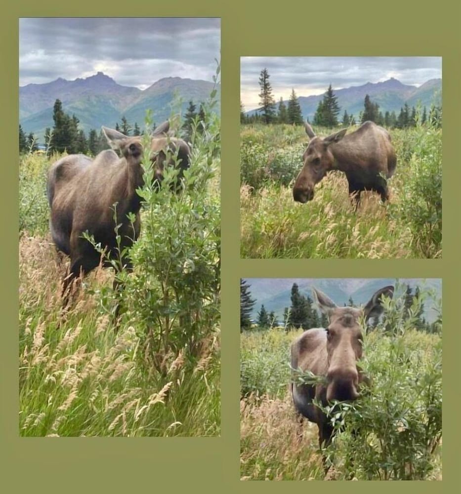 Denali Park Hotel