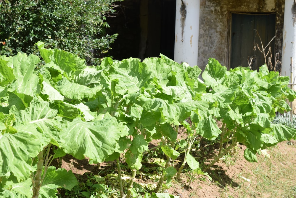 Fazenda São Fernando