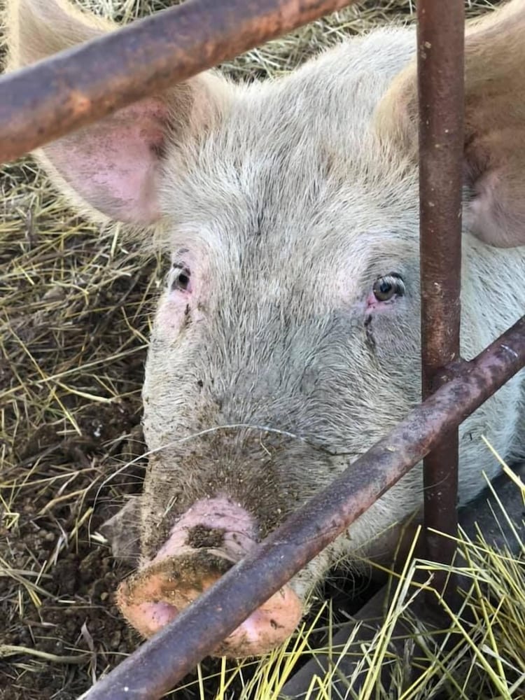 Lawrence Vacations - Circle S Ranch - Property Image 44