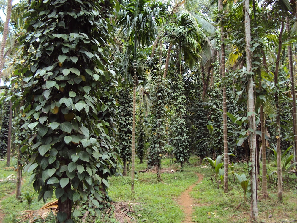 Dudhsagar Plantation