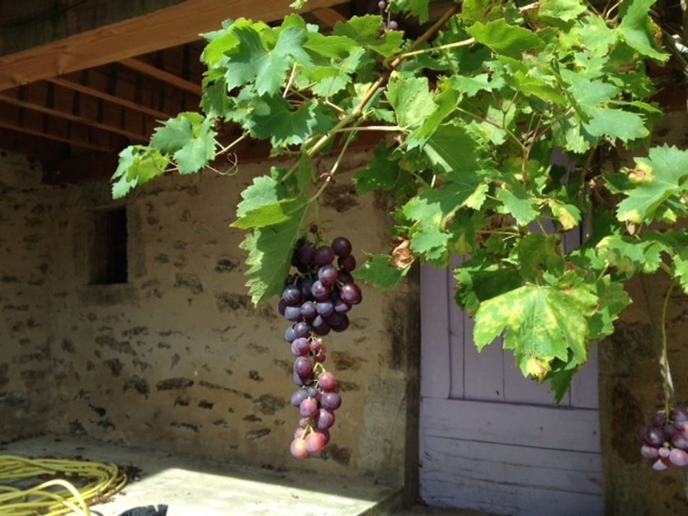 Domaine de Lasfonds