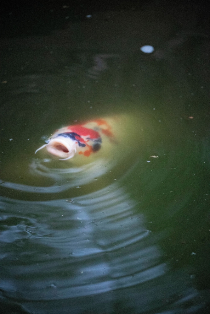 Takenosou, photo 18