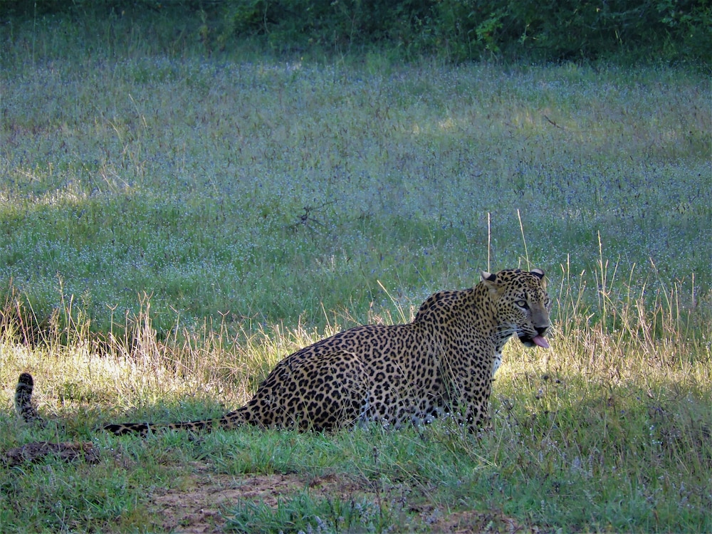 Podi Hoona Yala Safari Camp