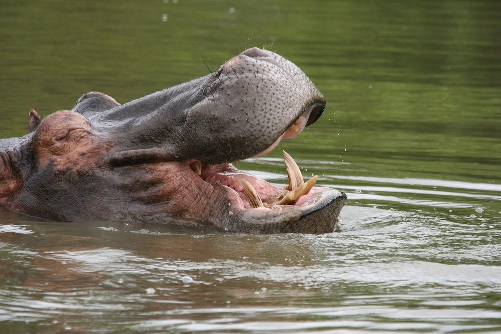 Karongwe - River Safari Lodge