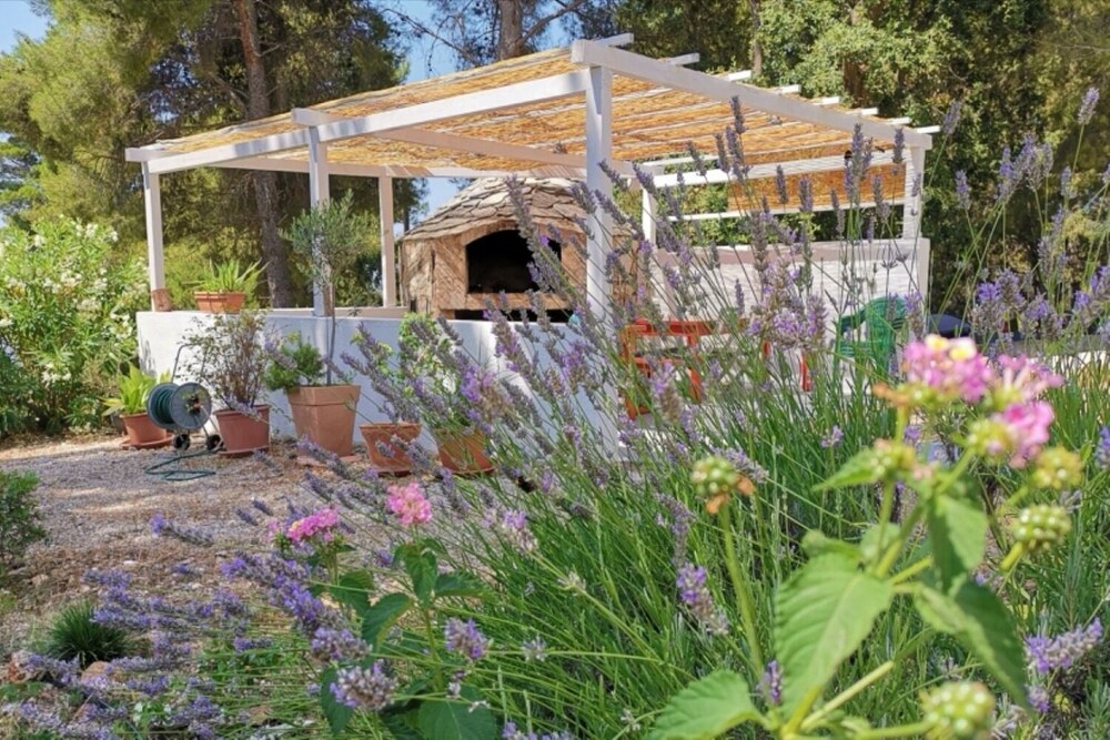 Dino - Gorgeous Garden - SA1 Zavala view 5