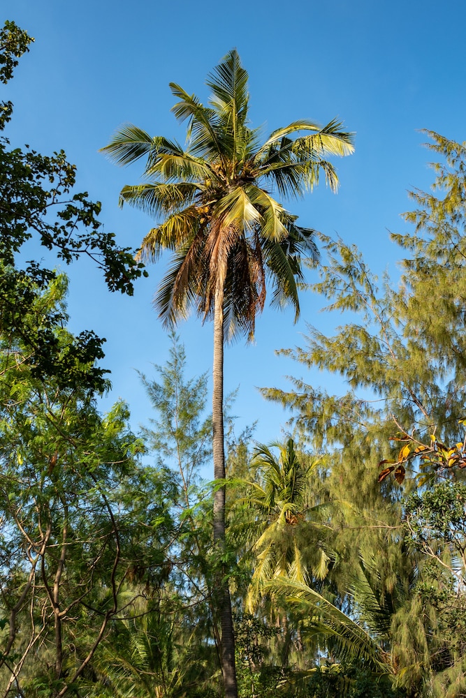 Hakuna Majiwe Beach Lodge