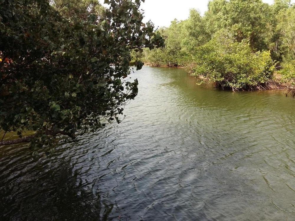 Mangroves & More