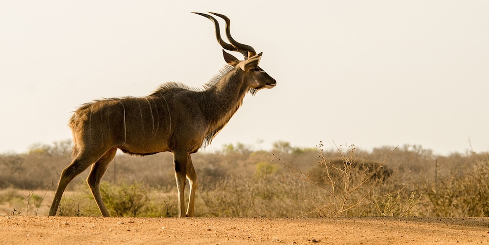Elandela Private Game Reserve & Luxury Lodge