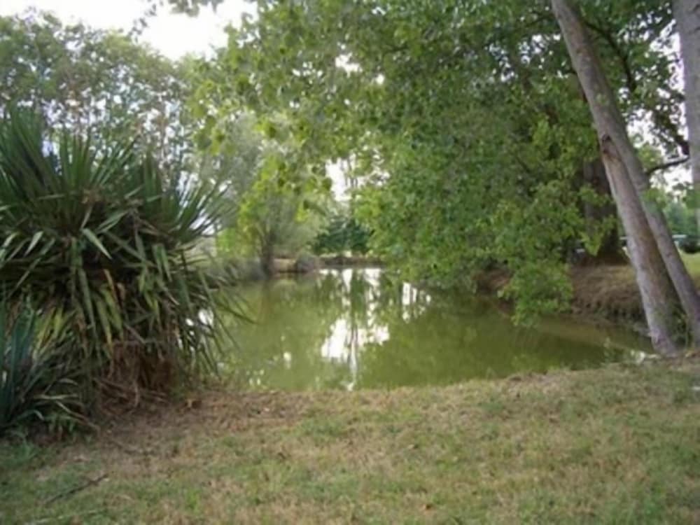 Le Platane