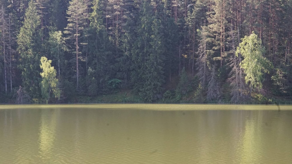 Metai Miške&a Year in the Forest