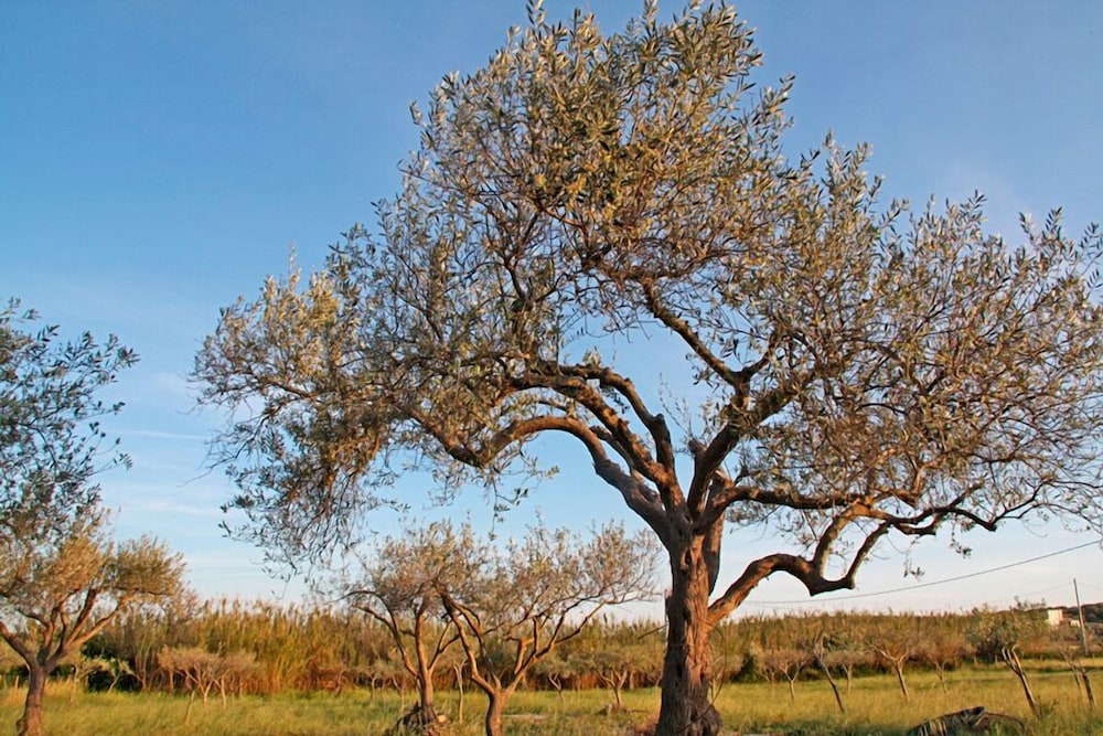Agricampeggio Maccari