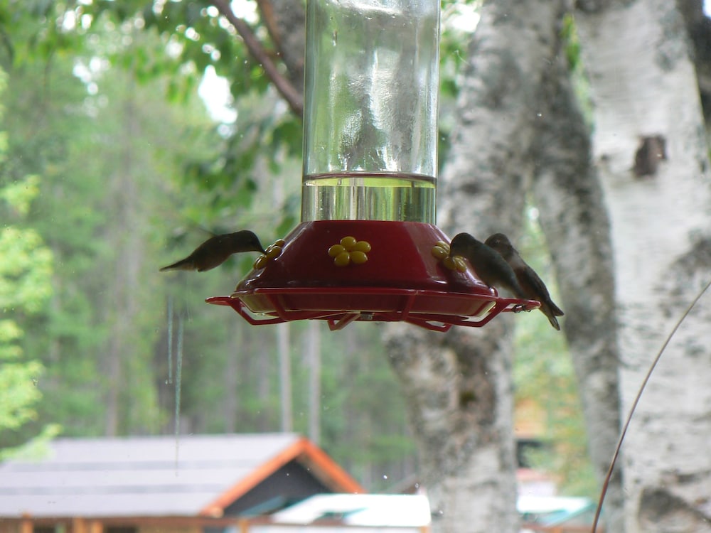 Smoky Bear Ranch Bed & Breakfast & Cabins