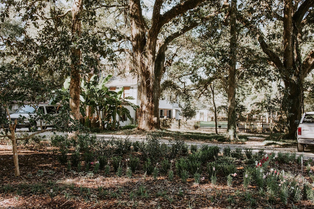 Mouton Plantation