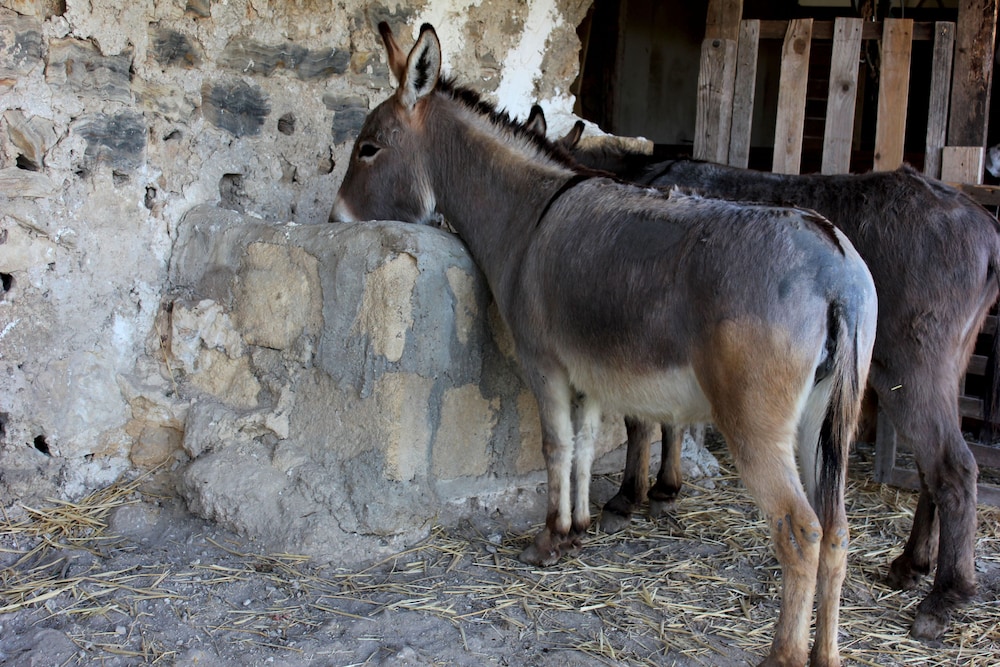 Agriturismo La Casa di Bacco