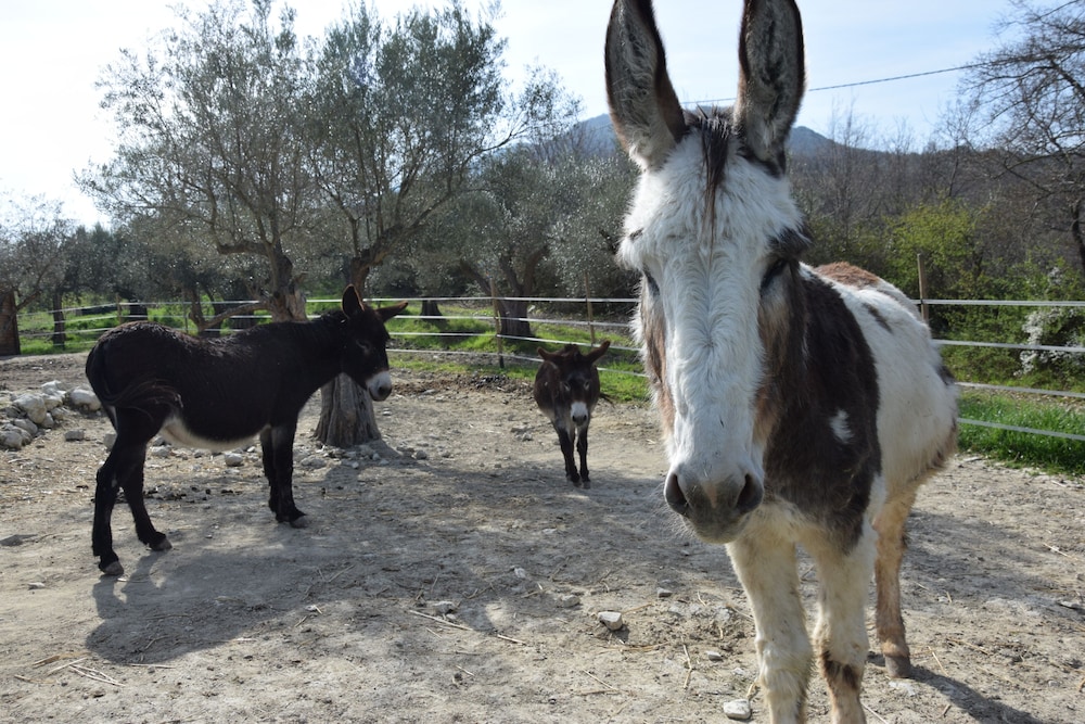 Fattoria Sociale Il Giardino dei Ciliegi view 2