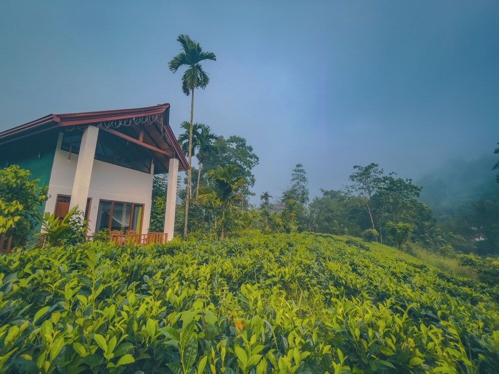 Rain Forest Vibe Sinharaja
