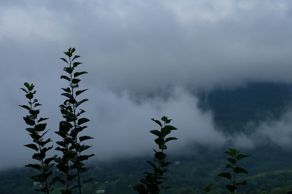Chochao Khao Kho