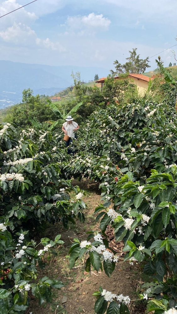 Don leandro Coffee farm Glamping