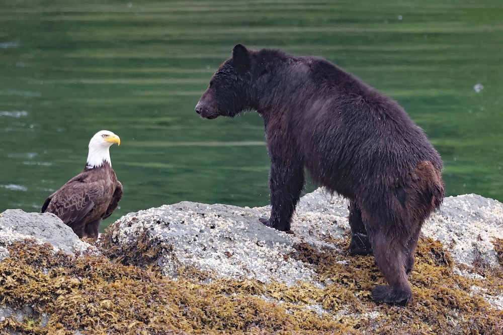 Salmon Return & Wildlife Roam: Ketchikan Getaway!