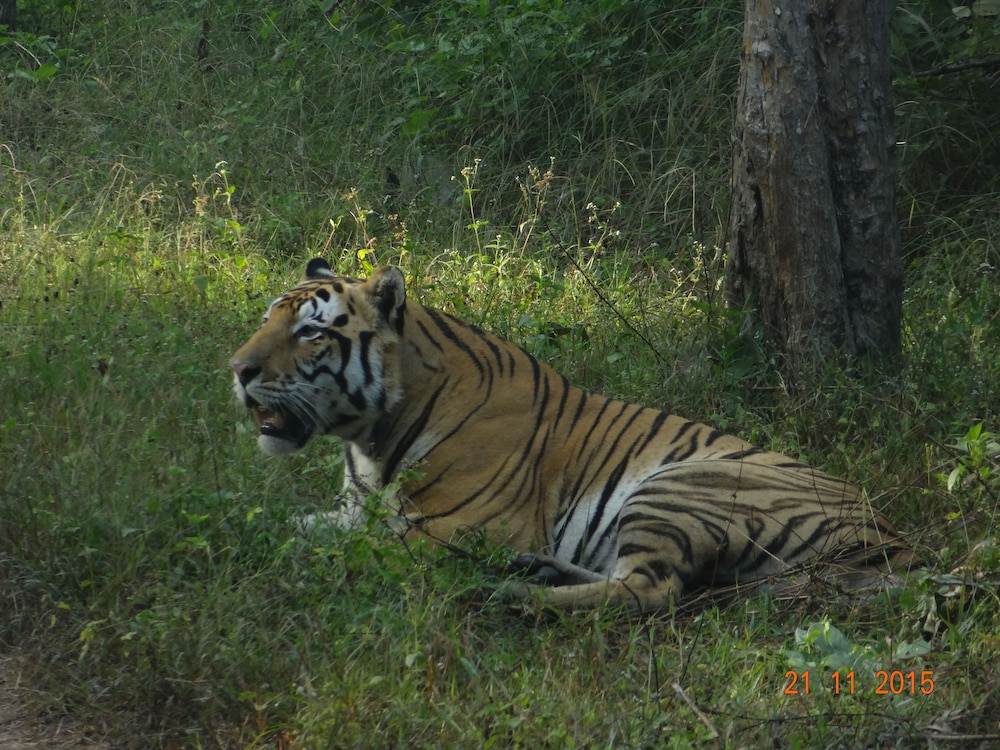 Windsor Tiger Resort