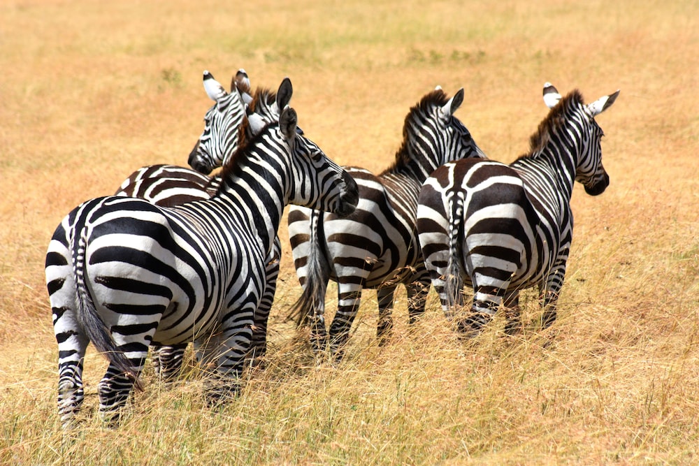 The Vijiji Center Lodge and Safari
