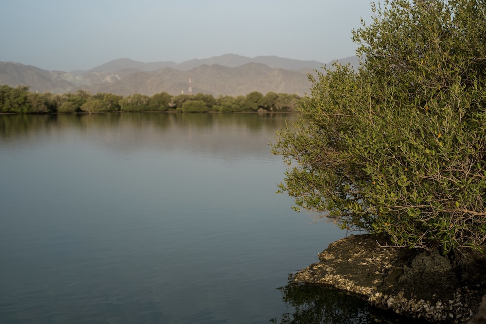 Kingfisher Retreat by Sharjah Collection