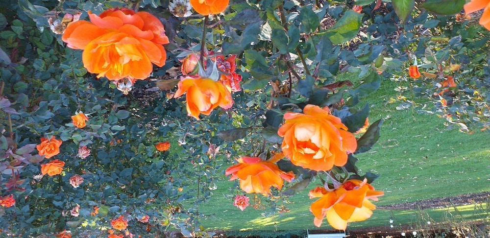 Photo 35