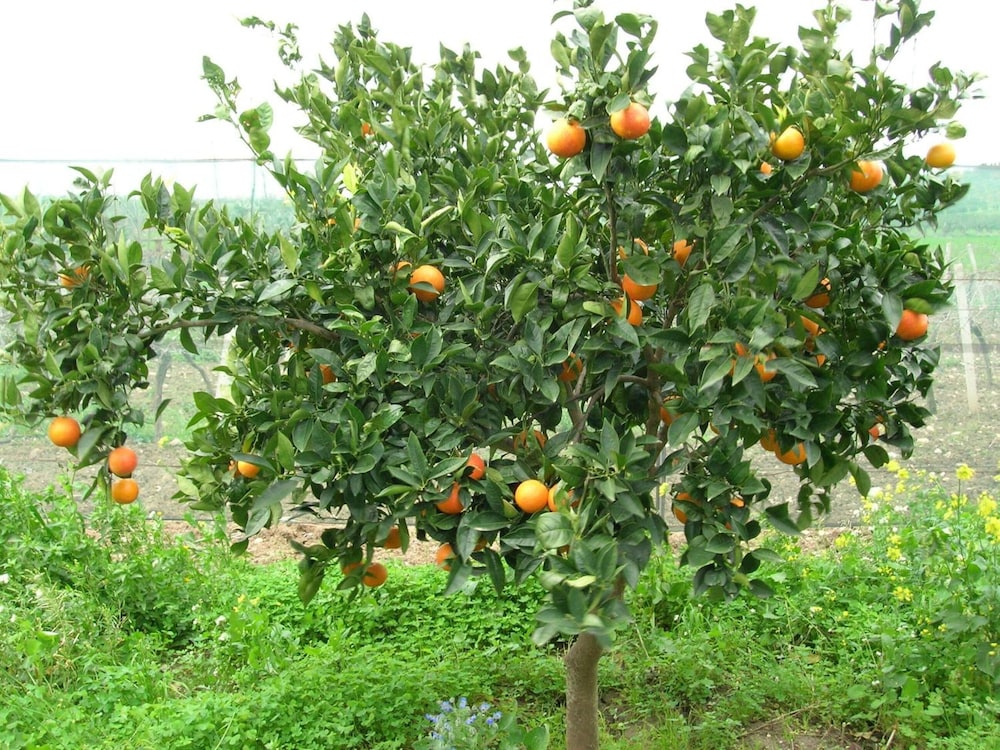 Agriturismo Baglio Donna Santa, Billede 38