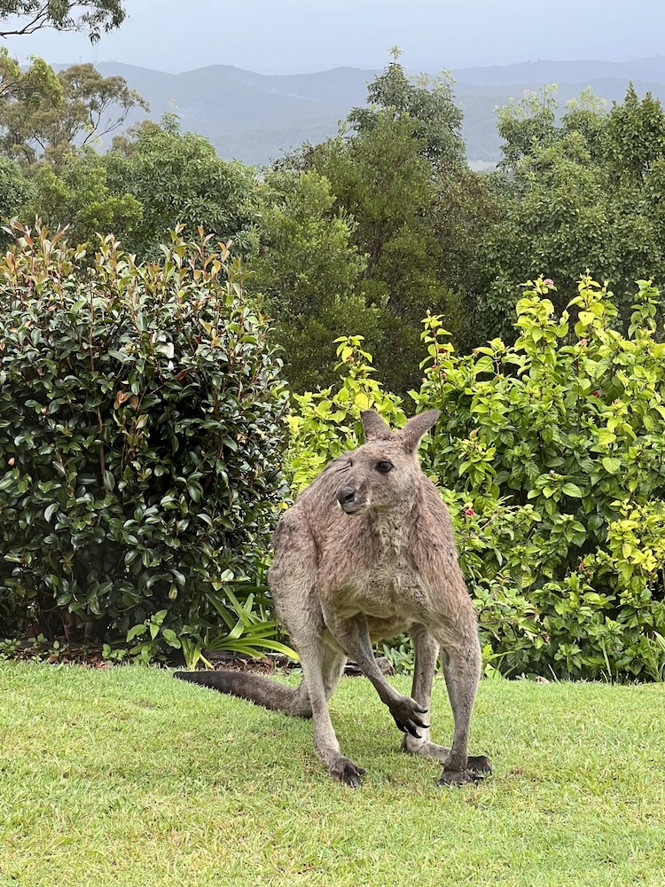 Ninderry Manor- Magical Sunshine Coast Escape
