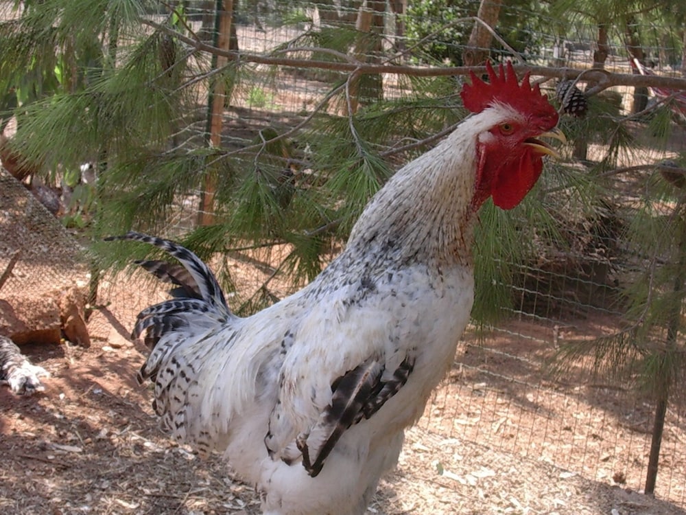 Macchia Salentina