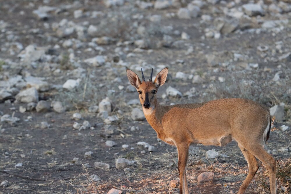 Omukuyu Wildlife Lodge