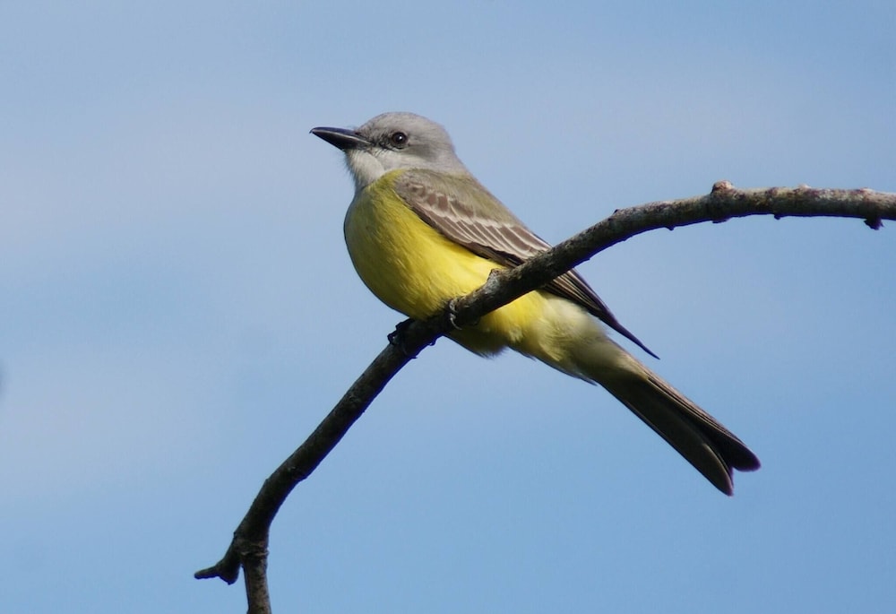 Mini Pini Birdwatching and Cenote Loft4 you Only