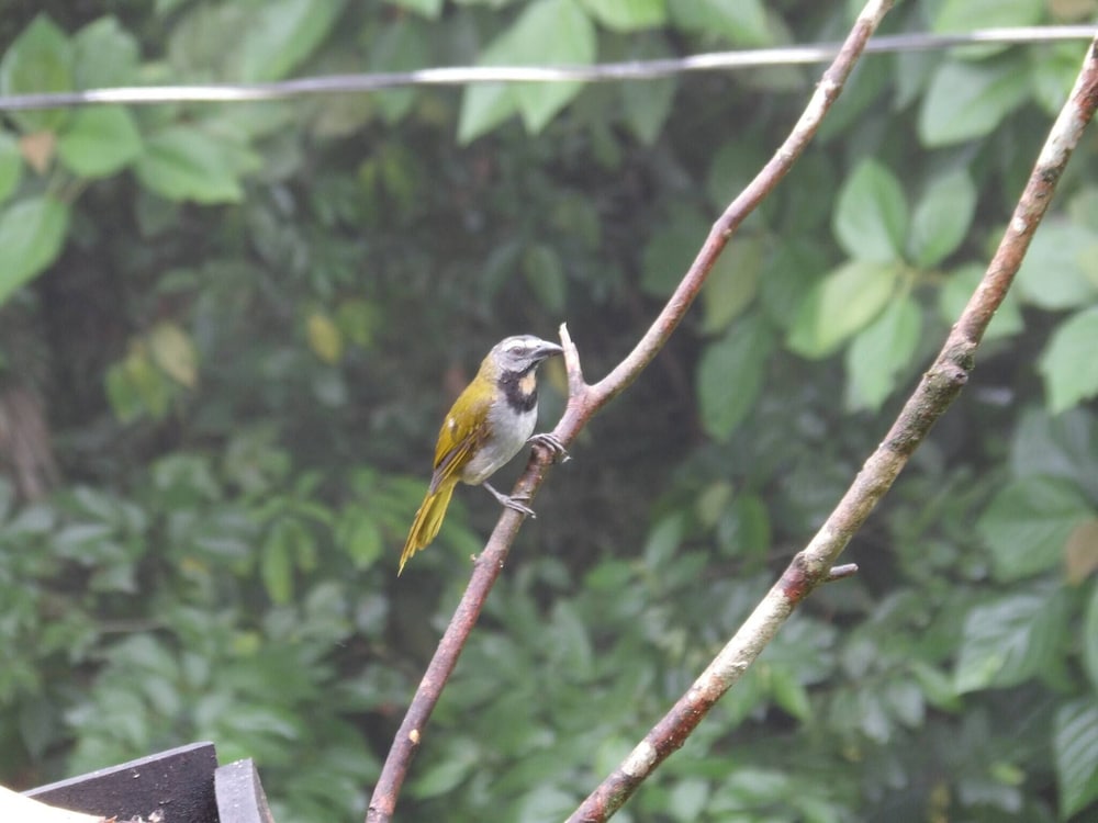 Pura Vidaville - Toucan's Nest