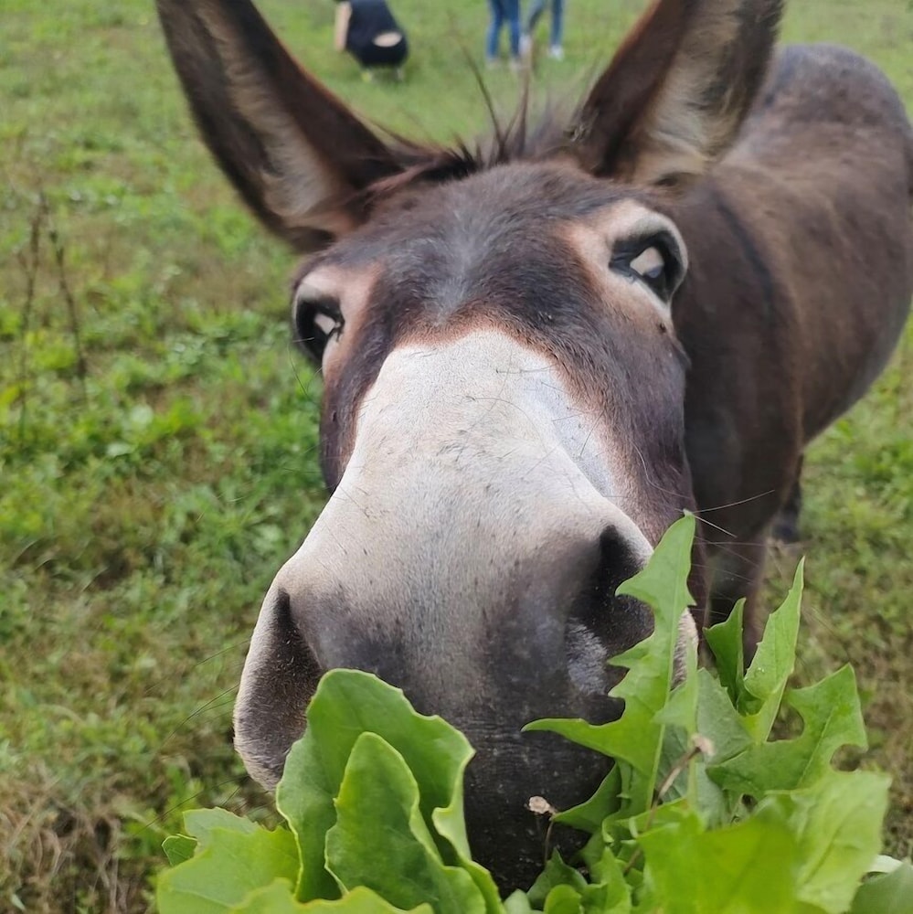 Agriturismo Campo Rosso