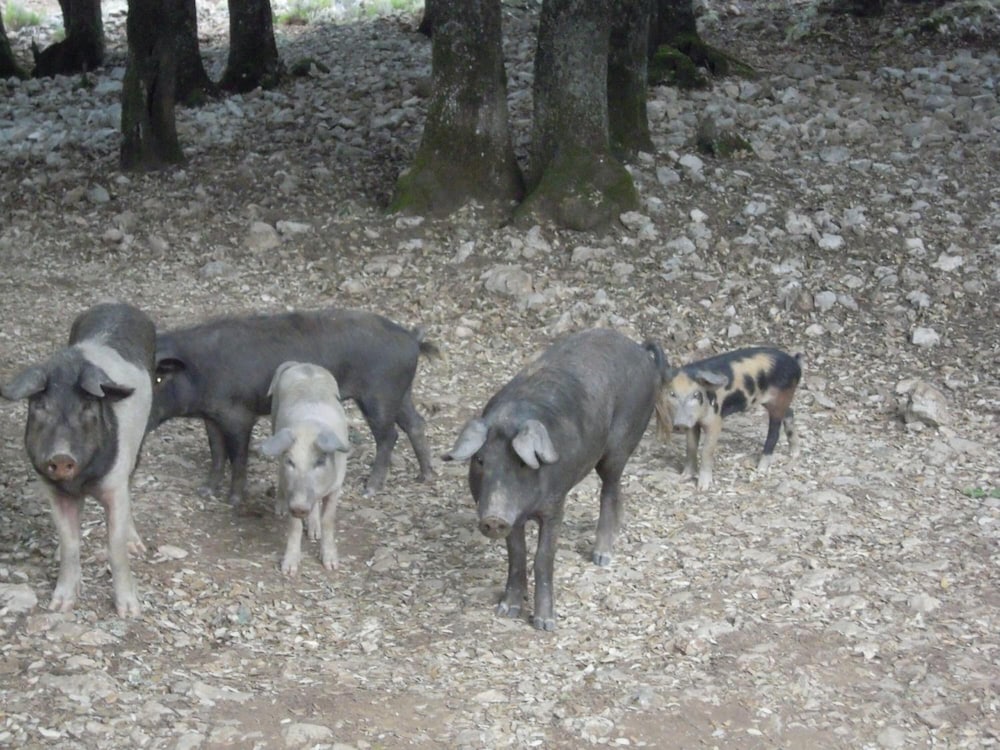 Agriturismo Camisadu