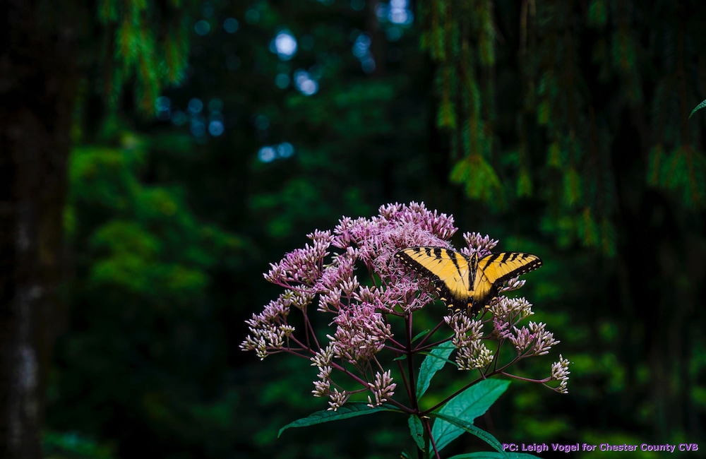 Photo 59
