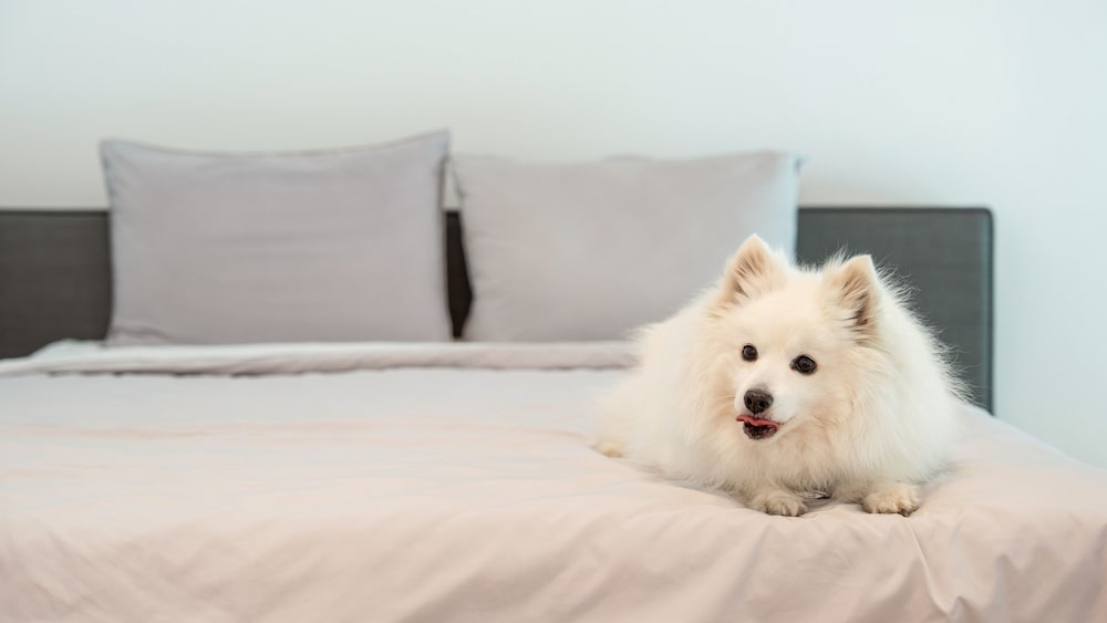 Gyeongju Purspet Dog Pension
