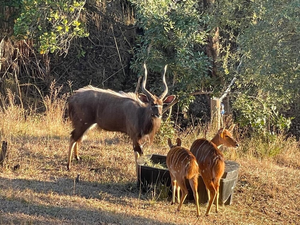 Syeta Bush Lodge