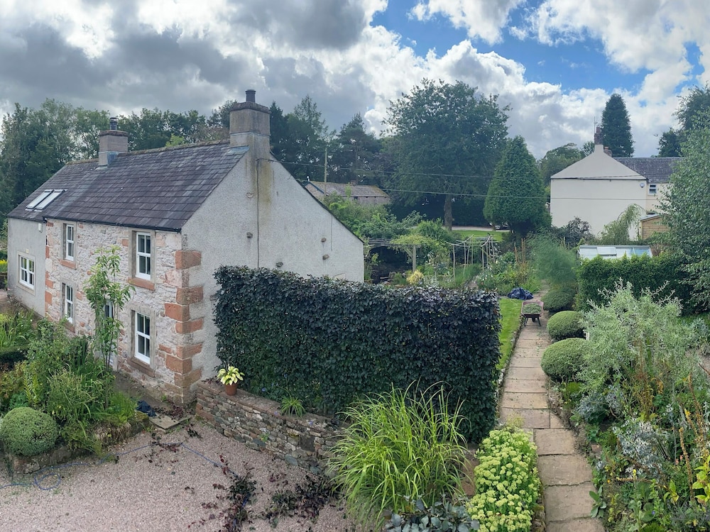 Yew Tree